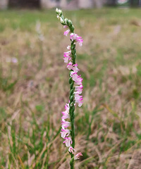 ��߲����۵�С�ݲݣ���Ȼ�Ƕ�������ֲ��