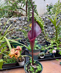 ����4���ħ�󿪻��ˣ�û�뵽��Ȼ���������𾪣�