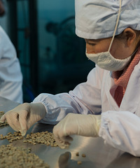 深入潞江坝,带你认识小粒咖啡的一生……