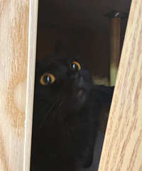 ����è����������ô��è�ģ��뿴��ҵĺ�è