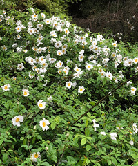 ��������˵˵�����滨���׳�ɶ�����������ɫ����