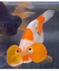 �Ҿ�Ȼ��һֻ�����ϣ������˲�ͬ�ı���...