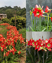 �ֲ�����춥�죬������Ұ������