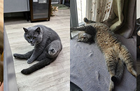 ���ǵ�è����ʲô�٤��ʽ��һ��һ����ɹɹ