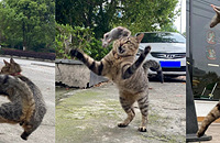 è�조ս�ǡ��껨è���������ڷ�����ȥ������