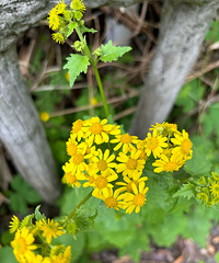 ��ǰ�Ǵ���ʦ���������Ѯ�Ϻ��پ�ҵ����ʲô����