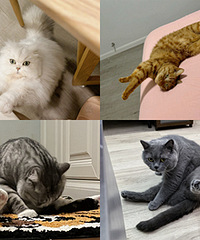 һ��һ��ͼ��ɹɹ���������è��