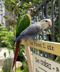 �Լ�������װ��Сľ�ݣ����˻�԰�������ķ羰