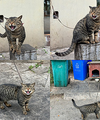 ס������Ͱ�Եİ����껨����ֻС�ϻ�