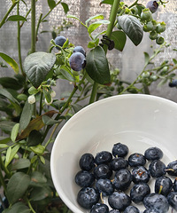 ��ݮ�����գ�3��Ʒ��ÿ�ܶ���ժһ�룬����