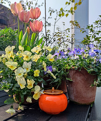 今年的露台继续晒起,又到了赏春花的季节