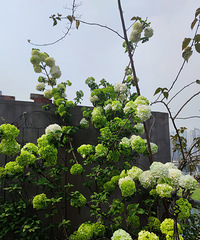 今年的露台继续晒起,又到了赏春花的季节