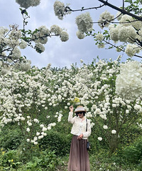 这里的木绣球太美啦