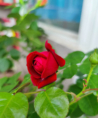 ����¼�����40��ã�ȫ���������� ���гɾ͸�