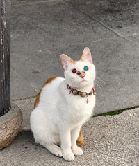 ��è����ͫ���۾�һ��һ�̣�����������