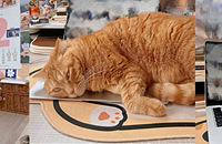 ��è��è�����ó�è��͵�Դ�kun�̣�ֱ������