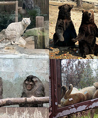 ����԰�Ķ���û���������ȱ�������