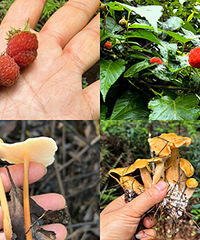 爬山收获了一堆野货,帮忙看看能吃吗