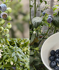 �Լ��ֵ���ݮ������ÿ�ܶ���ժһ��