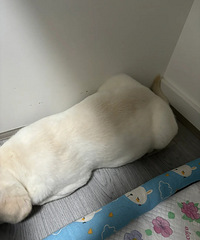 ��͵����23�����⳦�����ӳ�Բ�ˣ����³�s