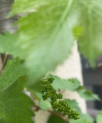 35Ԫ��ľ޷����ѣ�����3�����ڹҹ������ȿ���