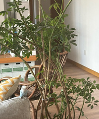 2.8mֲ���ü����ɭ�֣������˹걳Ѽ��ľ��ɼ