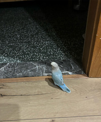 [����]��ͷ����ֻ���ȸ������Ϊ��̬��������������������