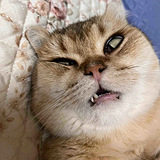 对不起猫丑到大家了