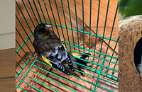 ��������һֻ���ȸ���±�ԭס������ֻ�ܷŷ�