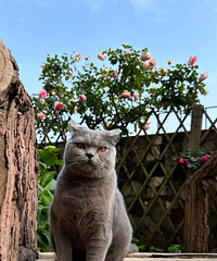 �������ڵ�è����Ľ��ÿ��Ѳ�ӻ�԰���ͻ�