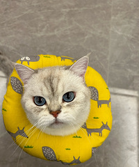 �Ҽ��и��ó�è��è�����ը�����߲��ܣ�ɶ����