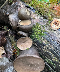 ����գ�����ʲô������ĳ�ֶ��������һ����