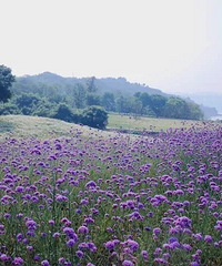 ���棡�ܹ�PK�山���빫԰�Ĺ�԰��������һ��ʲô����������