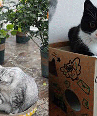 ������2ֻС�ɰ�����ִ�è����ţС�����ڲ���