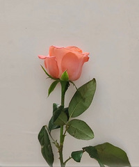 �����˵�������鲻��Ψһ���������������������