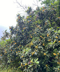 [����]��Ұ�ɹ��� �ö�Ұ���ˣ��������𣬻������˵�ζ��