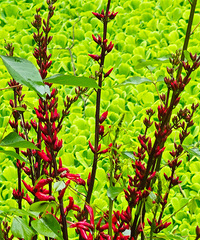 ��԰��ʼ�ֳ��콷�ˣ�Ҫ��Ҫժ��ؼң����ߵ�