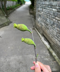 ����ʲôֲ��ٶ�Ҳʶ�𲻳�������÷����