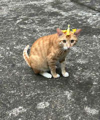 è��ô���δ�ѧ�����𣿿��������Ϸ���Ҷ������ˮ