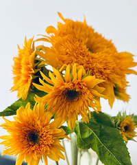 ��ǰ��520������һ������������ָߺ�õ�廨