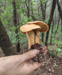 ϲȥɽϼҸ˺ʹһζľ