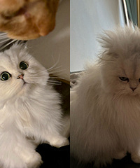 ���ͺ���Ҫ��û�������͵�è�������