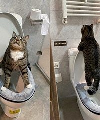 猫自己会上马桶,还知道换姿势
