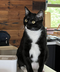 ��ţ��ô���͵�Ի���������ﲻס����һ��