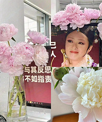 重瓣的凤羽金池芍药,和华妃娘娘好配