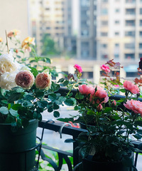 高层小阳台也有春天