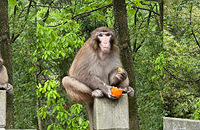 ����ɽ��Ұż��һֻҰ����磬������ɽ��������