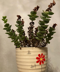 û�л�԰Ҳ�����ܶ໨��������Щ������ĸ�����