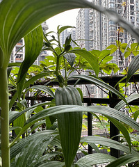 3���ֵİٺϣ�������1m�ߣ�ÿ����4��5������