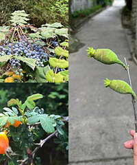 ��ɽ�����Ĺ��ӣ���Щ�ܳ���